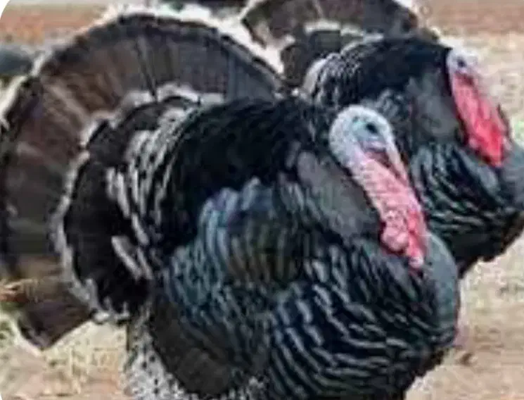 بوقلمون تازه سالم پروتین طبیعی طعم خوشمزه|حیوانات مزرعه|پیشوا, |دیوار