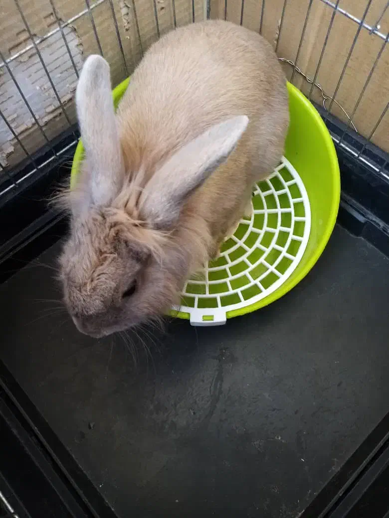 خرگوش سالم سالم تربیت شده و کاملا اهلی|موش و خرگوش|پرند, فاز ۶|دیوار