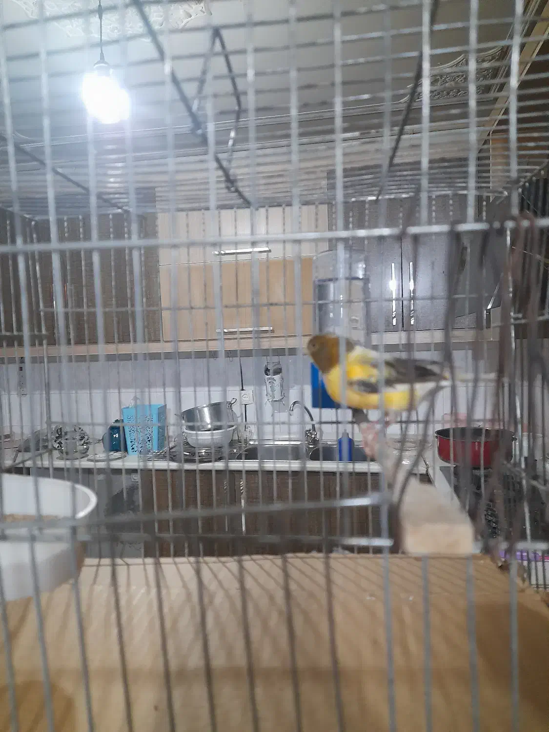 قناری مسکویی|پرنده|شاهینشهر, شهرک گلدیس|دیوار