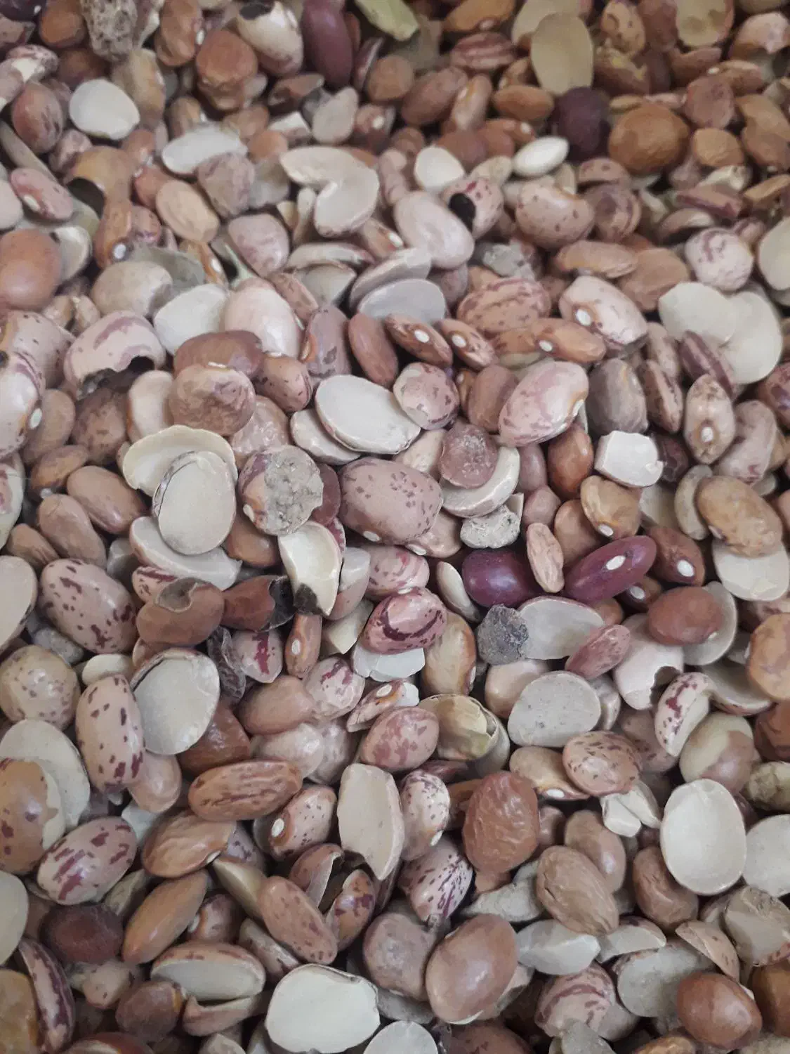 لوبیا چیتی شکسته|خوردنی و آشامیدنی|قم, انسجام|دیوار