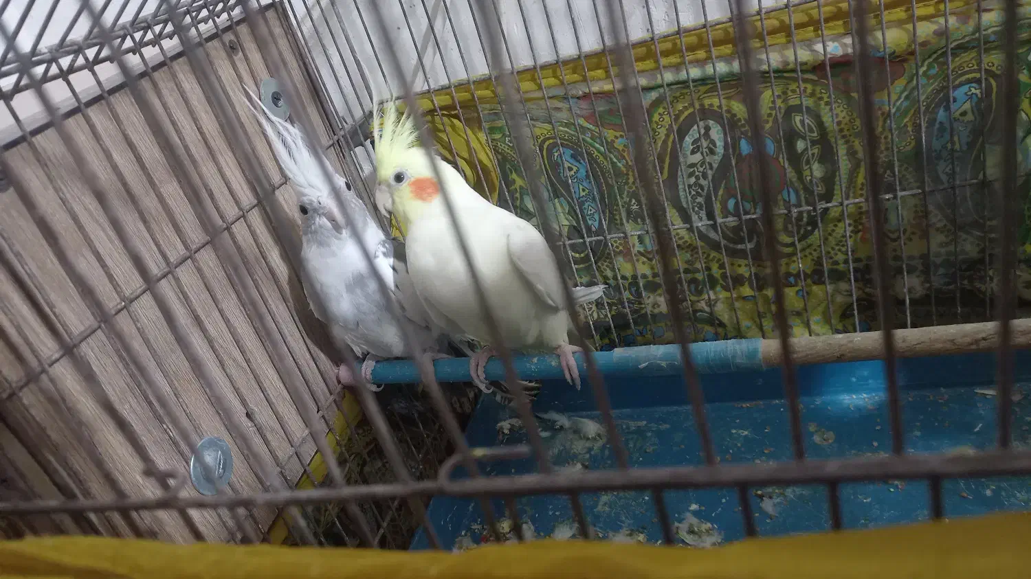 طوطی عروس|پرنده|محمدیه-قزوین, |دیوار