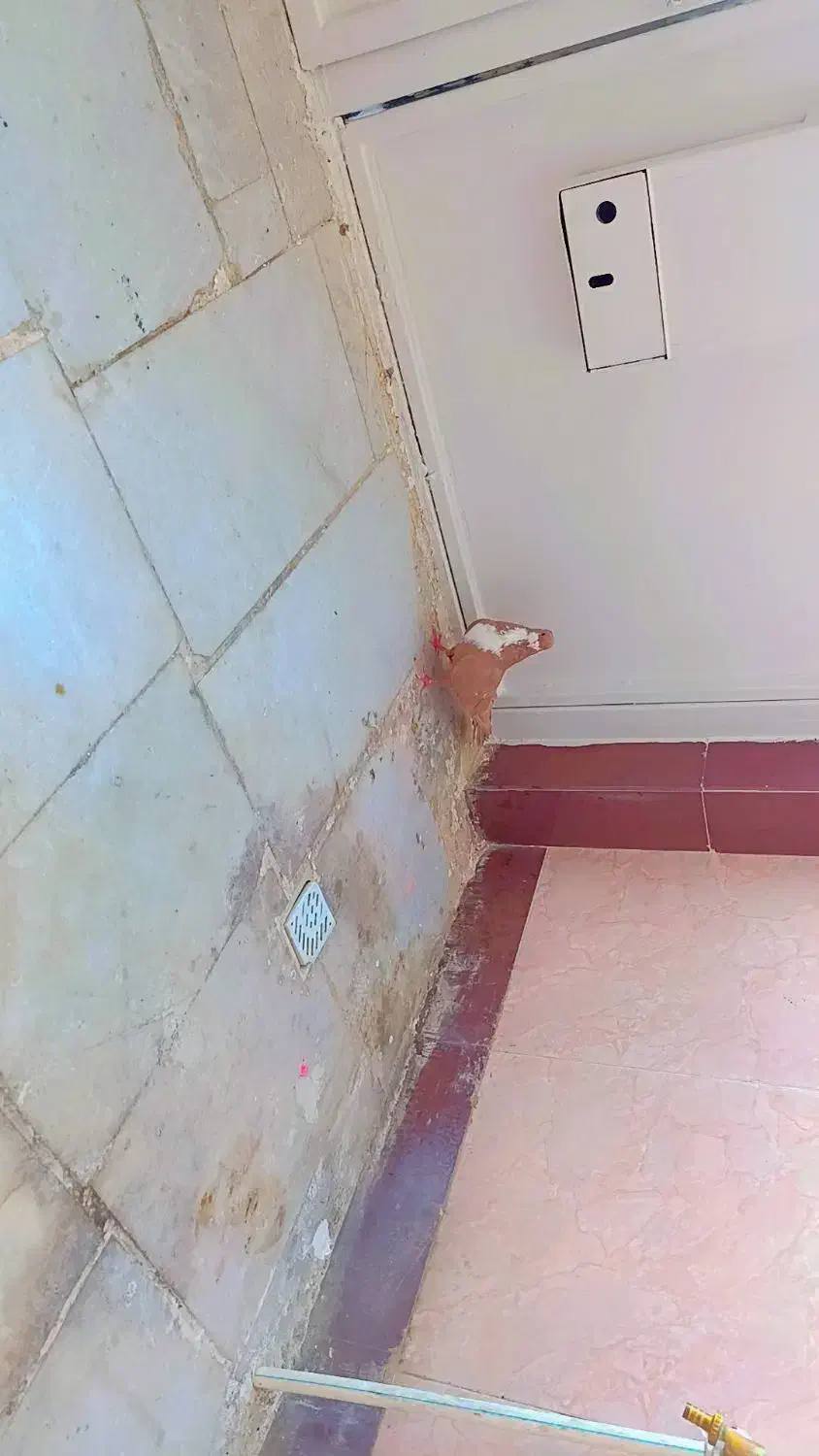 کبوتر ریش زرد کاکلی طوق هفترنگ|پرنده|بیرجند, |دیوار