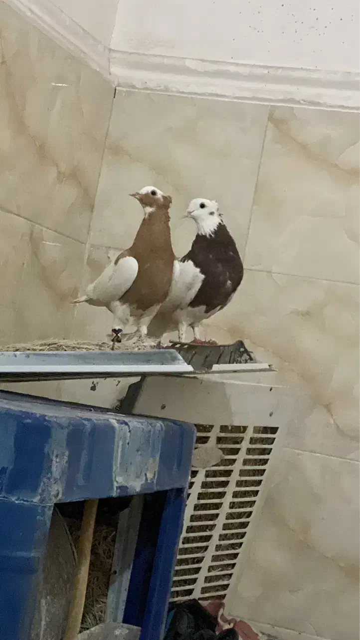 طوق سرخ گمشده محدوده خونسرخ تیاب|پرنده|بندرعباس, |دیوار