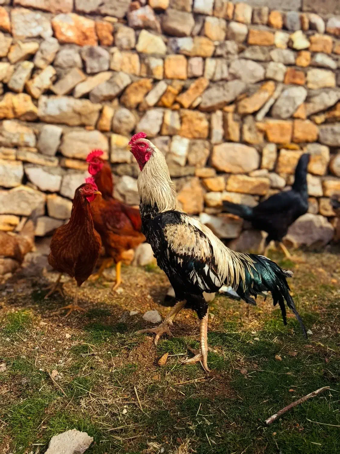 خروس لاری|حیوانات مزرعه|جوانرود, |دیوار