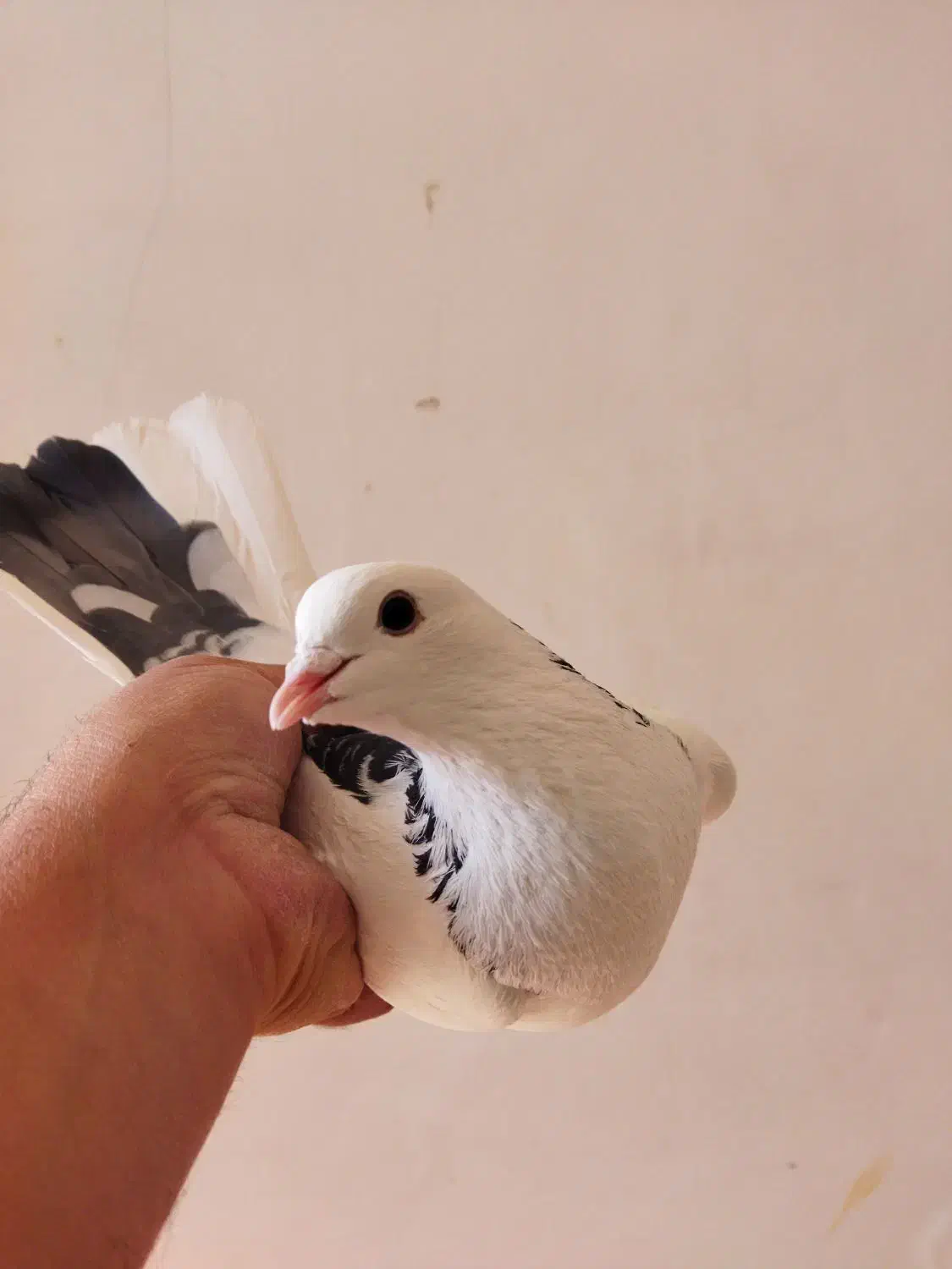 نروماده پرشی باهم500|پرنده|ابهر, |دیوار