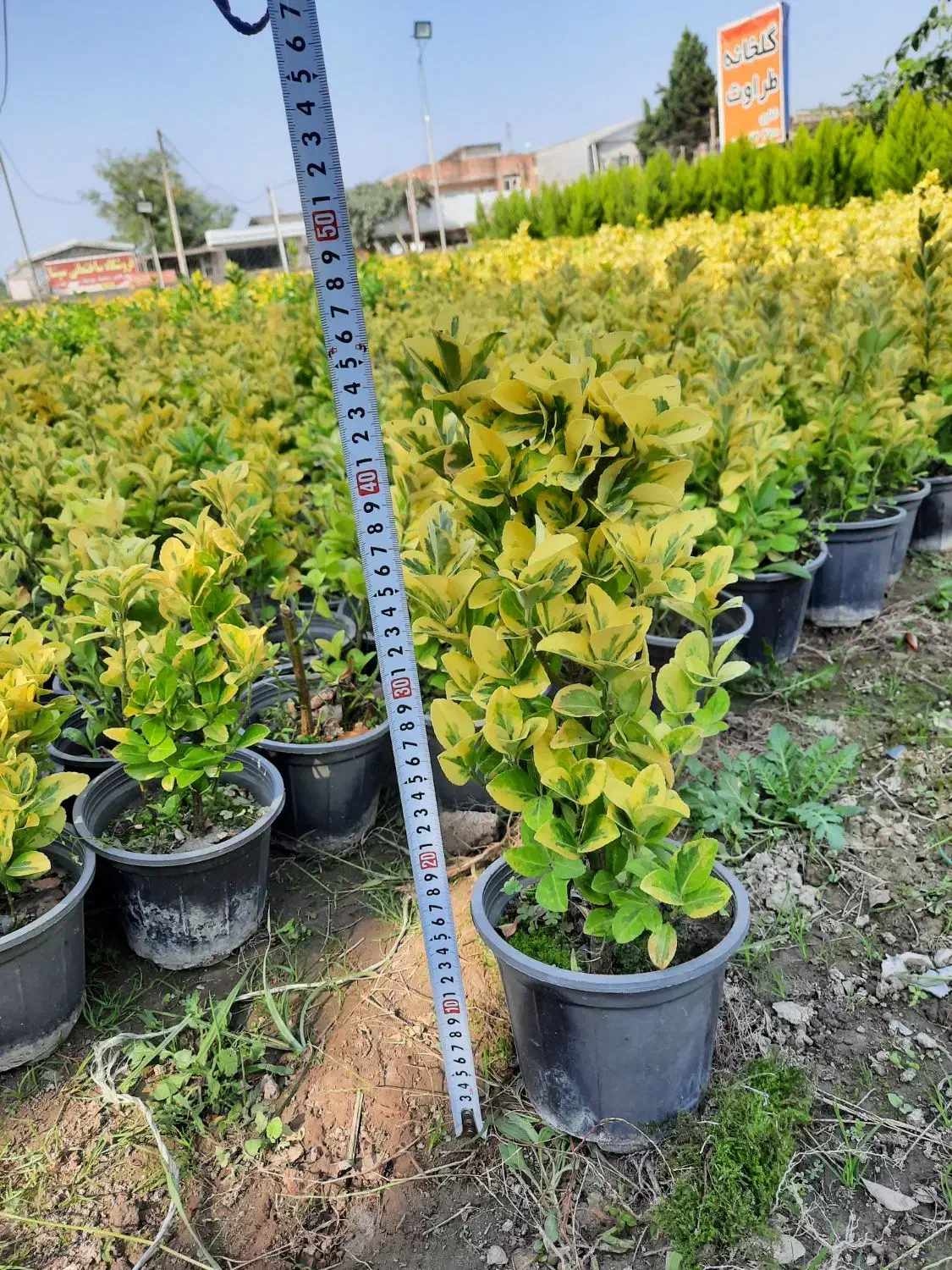 شمشاد طلایی سطل ۳ونایلکسی|گل و گیاه طبیعی|قائم‌شهر, |دیوار