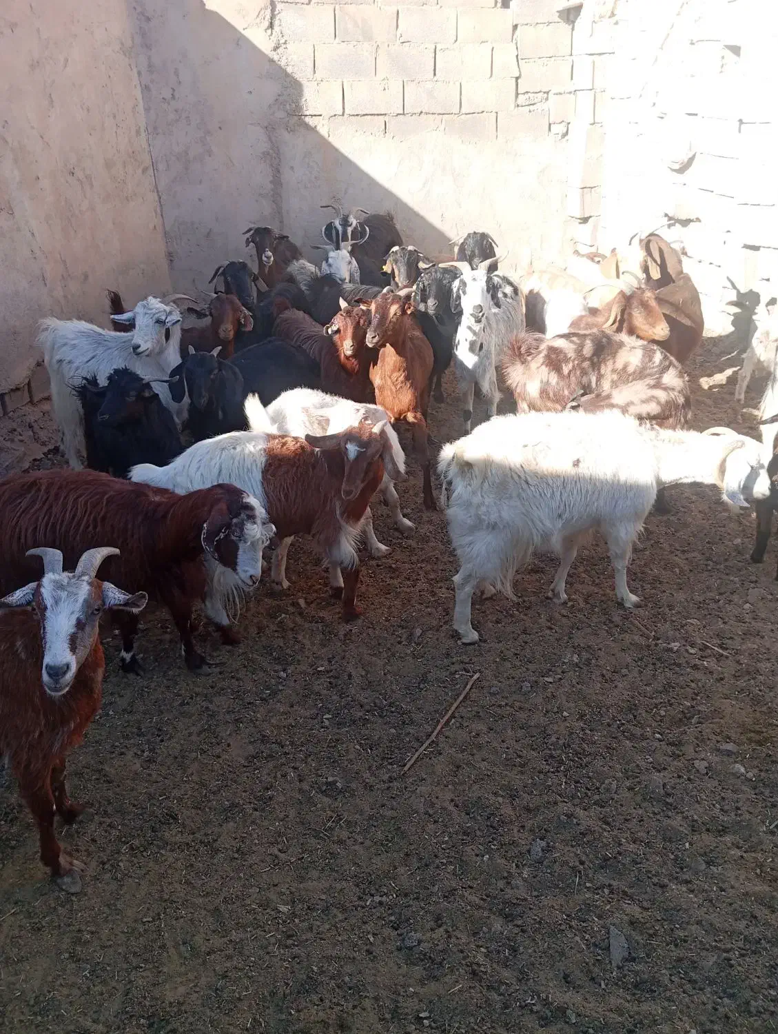 تعداد ۲۷ راس بز زاییده و ابستن|حیوانات مزرعه|مهریز, |دیوار
