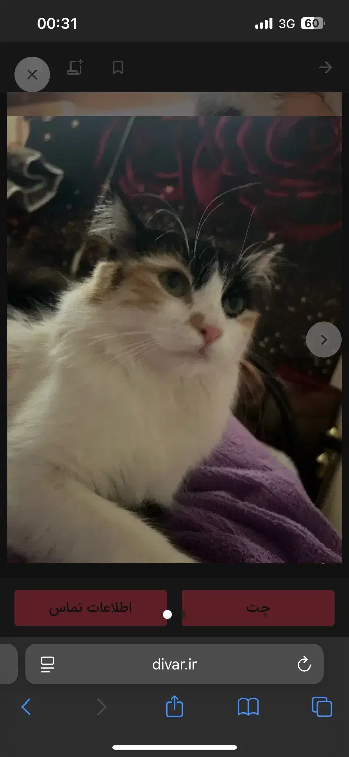 گربه شناسنامه دارو مهربون|گربه|یزد, |دیوار