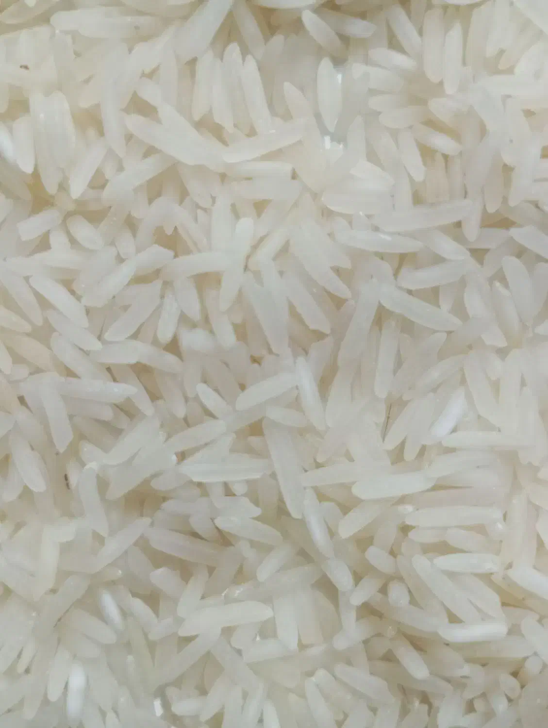 انواع برنج ایرانی  شروع  قیمت  از۱۶۰هزارتومن|خوردنی و آشامیدنی|گرمی, |دیوار