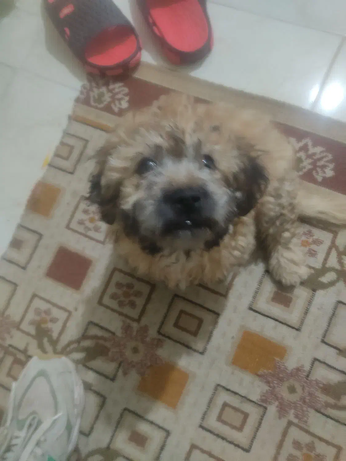 پودل دوماه فقط شش تومان فوری|سگ|اندیشه, اندیشه فاز ۵|دیوار