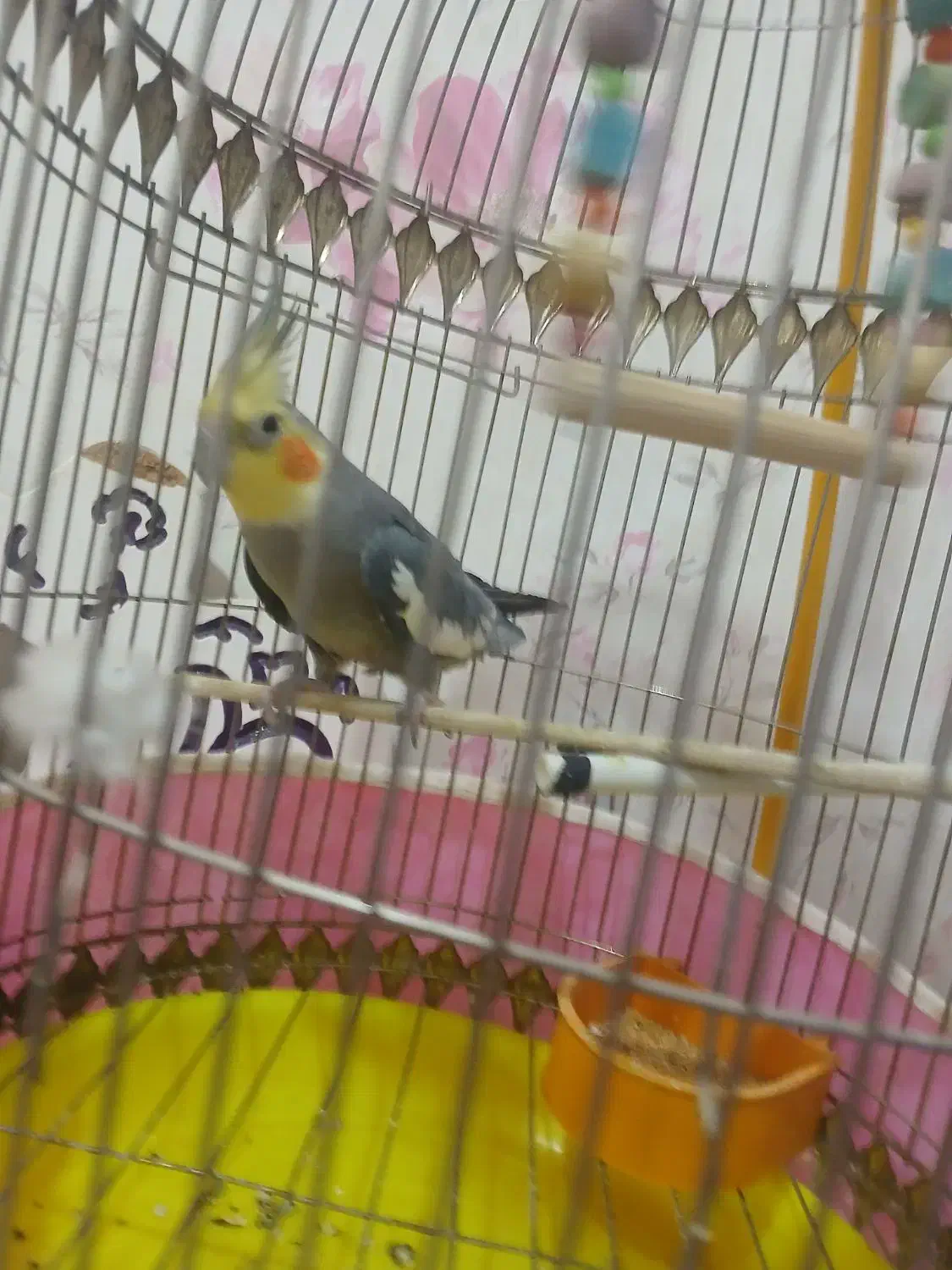 عروس هلندی|پرنده|تبریز, |دیوار