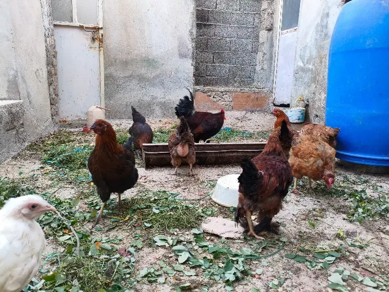 مرغ تخم گذار|حیوانات مزرعه|ماهدشت, |دیوار