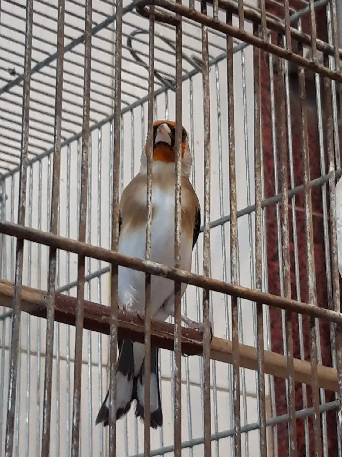 یک جفت  سهره همه چی تموم جفتی|پرنده|اردبیل, |دیوار