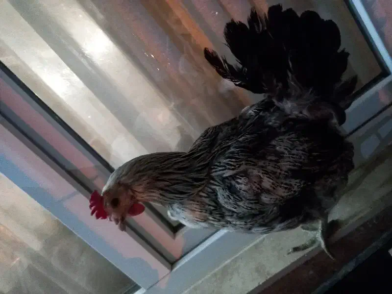 134|حیوانات مزرعه|آبسرد, |دیوار