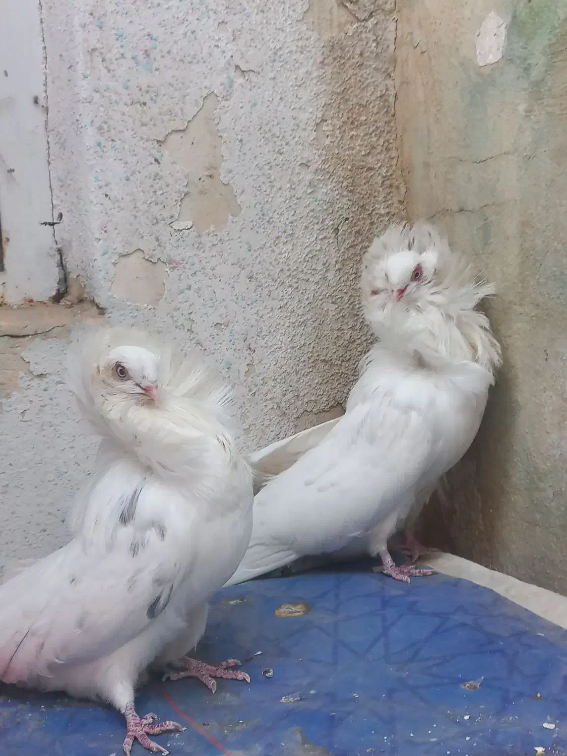 سفید عروس و سینه|پرنده|شیراز, کوشک میدان|دیوار