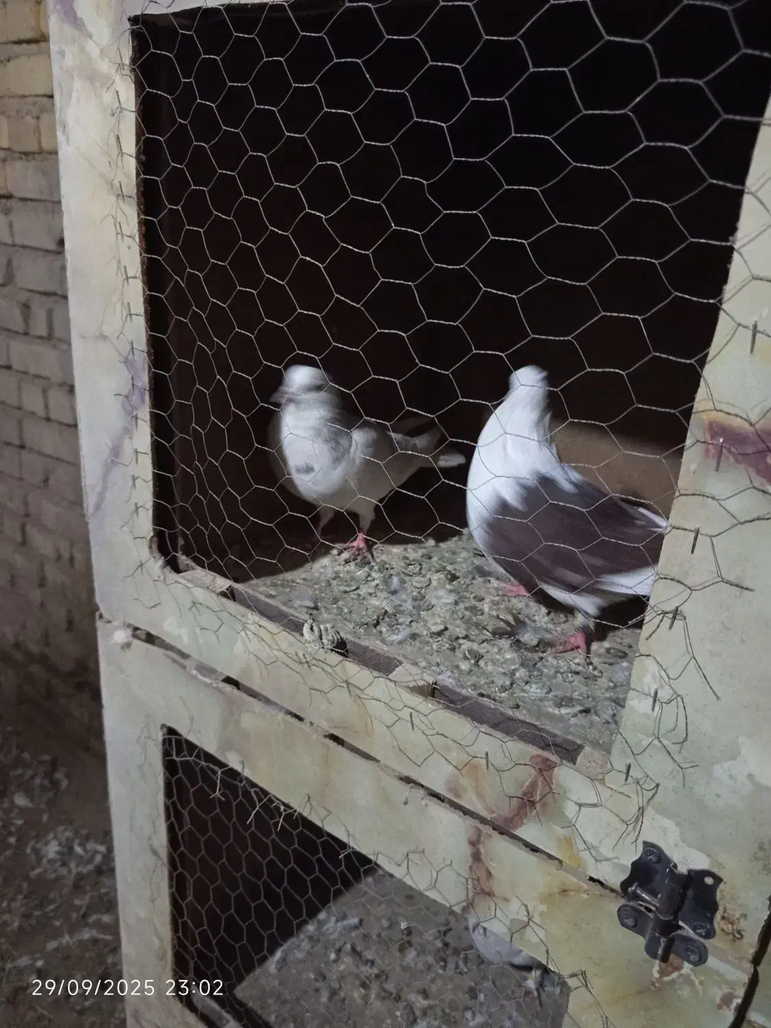 کبوتر رنگی وپرشی|پرنده|باغ حلی, |دیوار