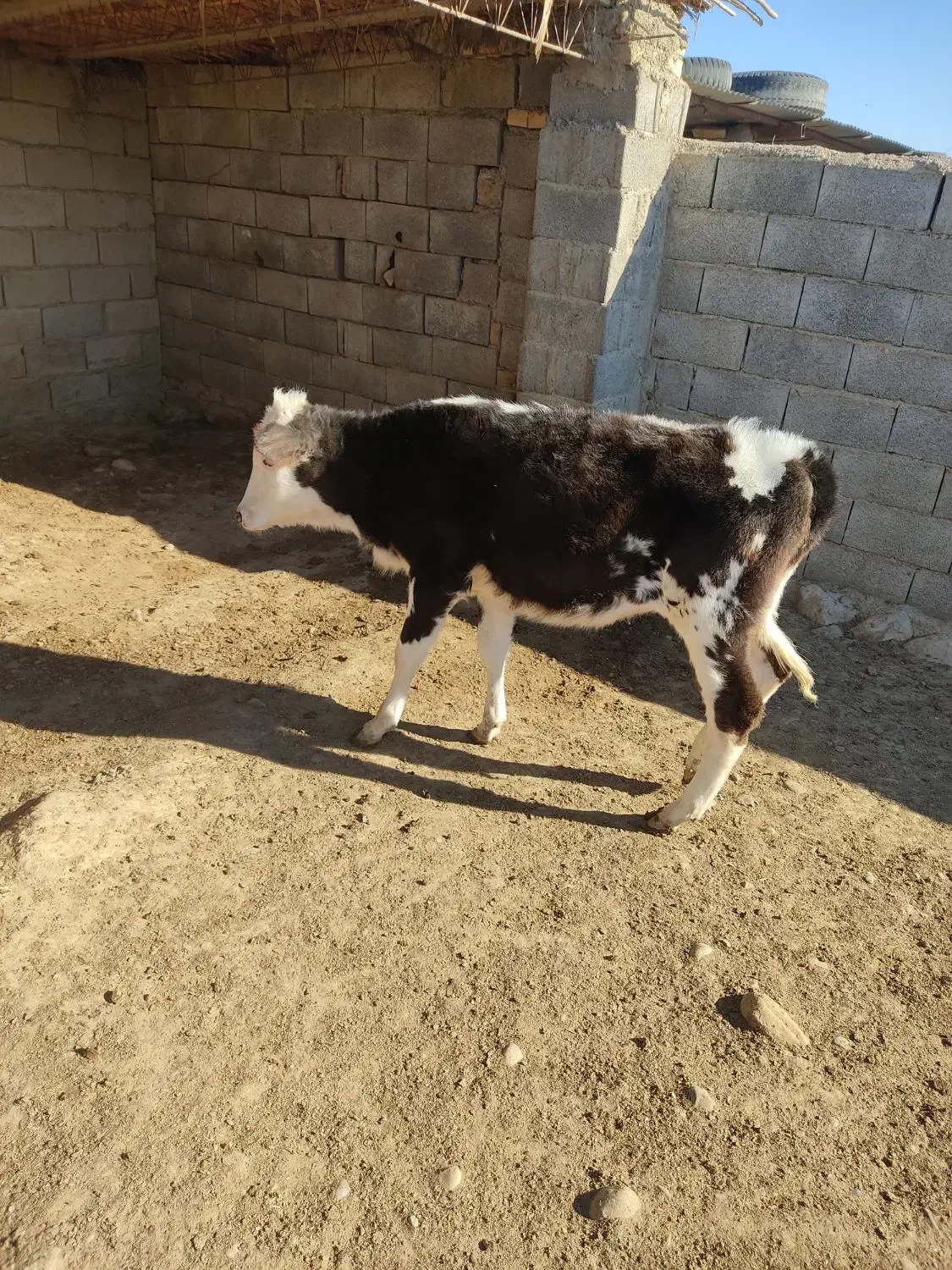 گاو ۴ ماه آبستن به همراه گوساله|حیوانات مزرعه|مراوه, |دیوار