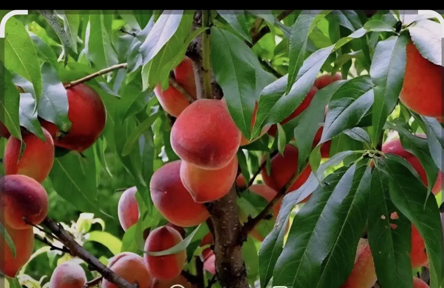 املاک|فروش زمین و ملک کلنگی|نهاوند, |دیوار