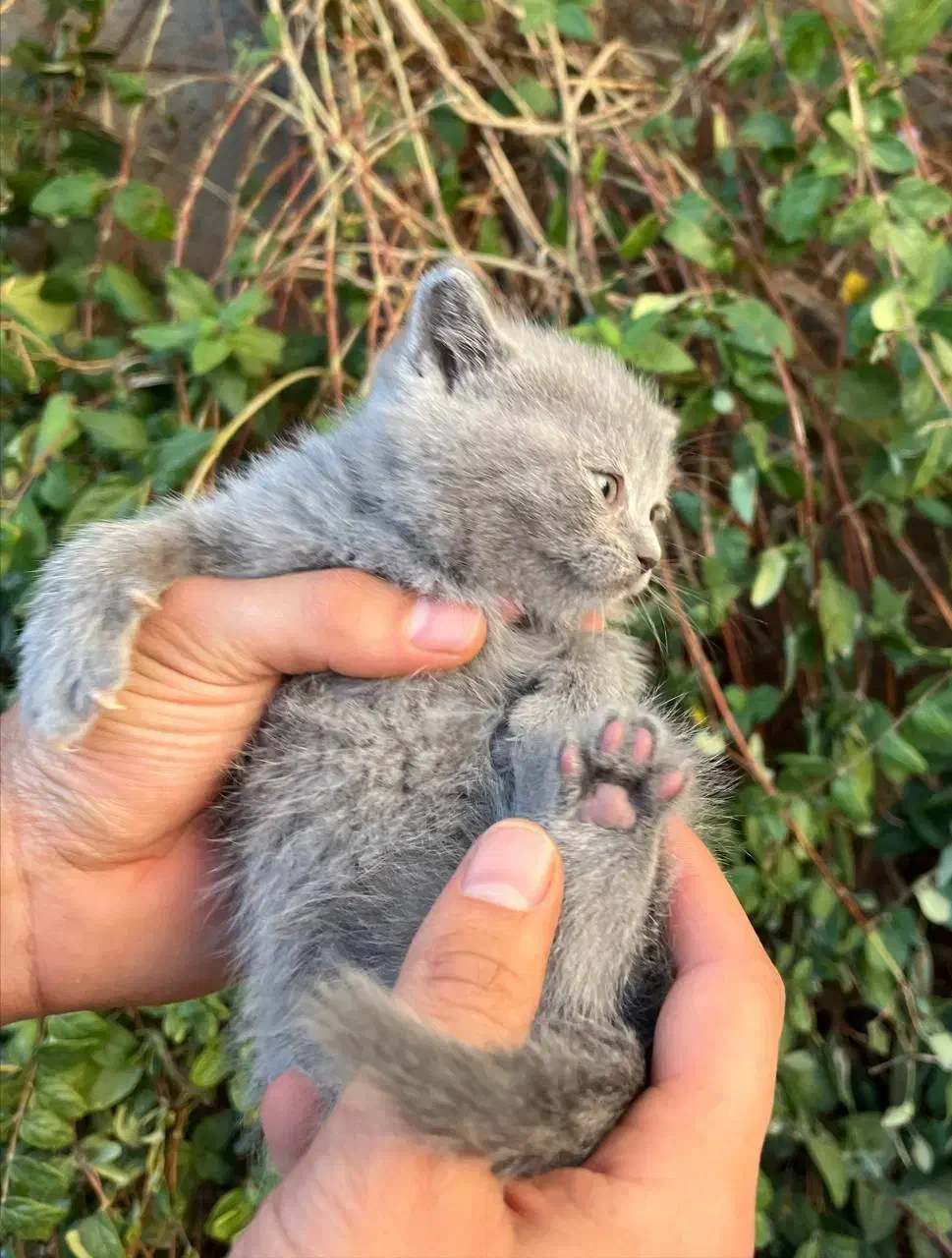 اسکاتیش فولد|گربه|نیشابور, پاستور|دیوار