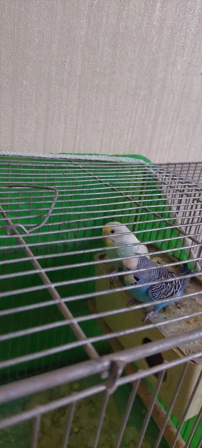 پرنده|پرنده|اصفهان, جلالیه|دیوار