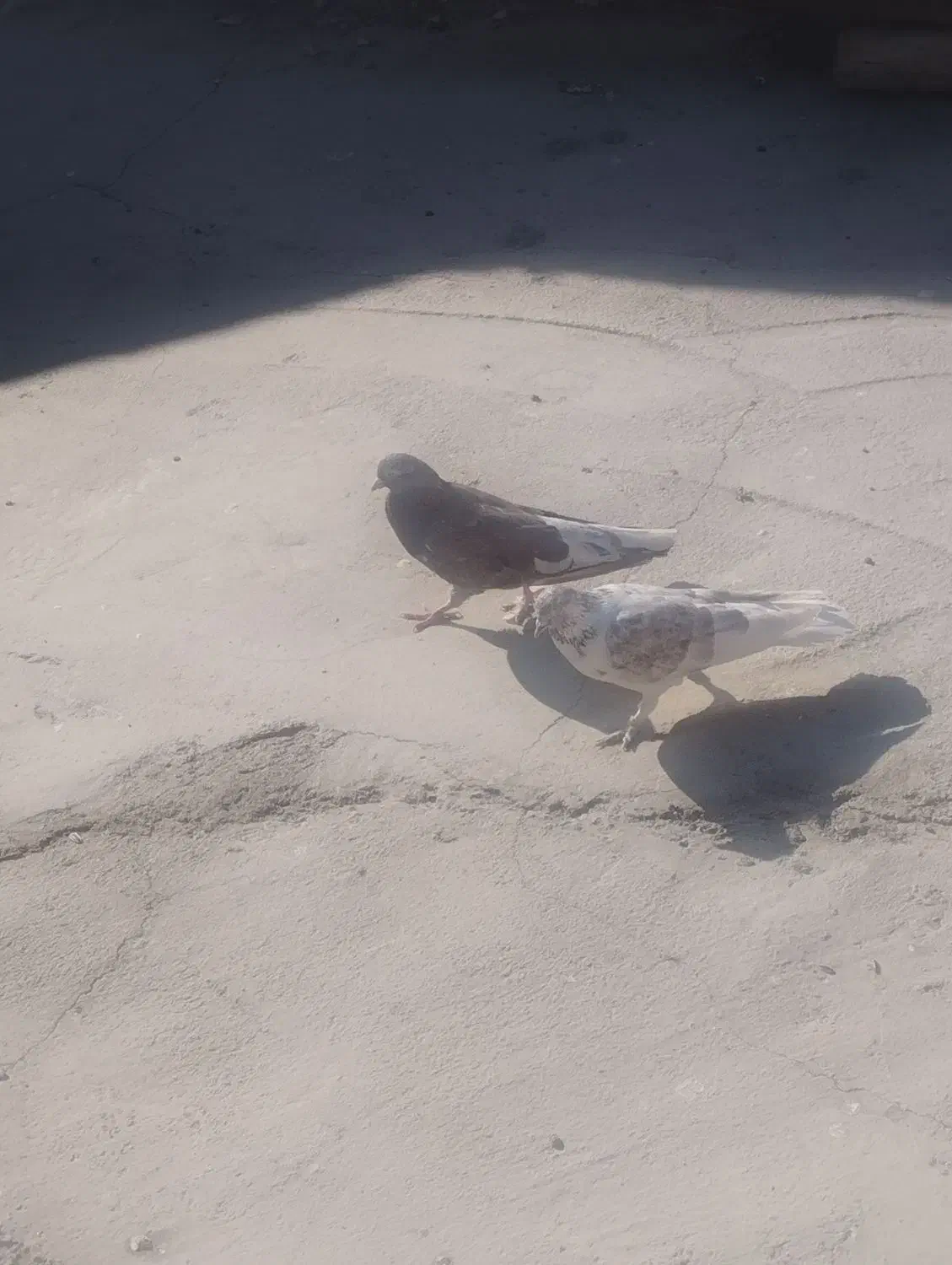 کبوتر پرشی|پرنده|اصفهان, جاوان|دیوار