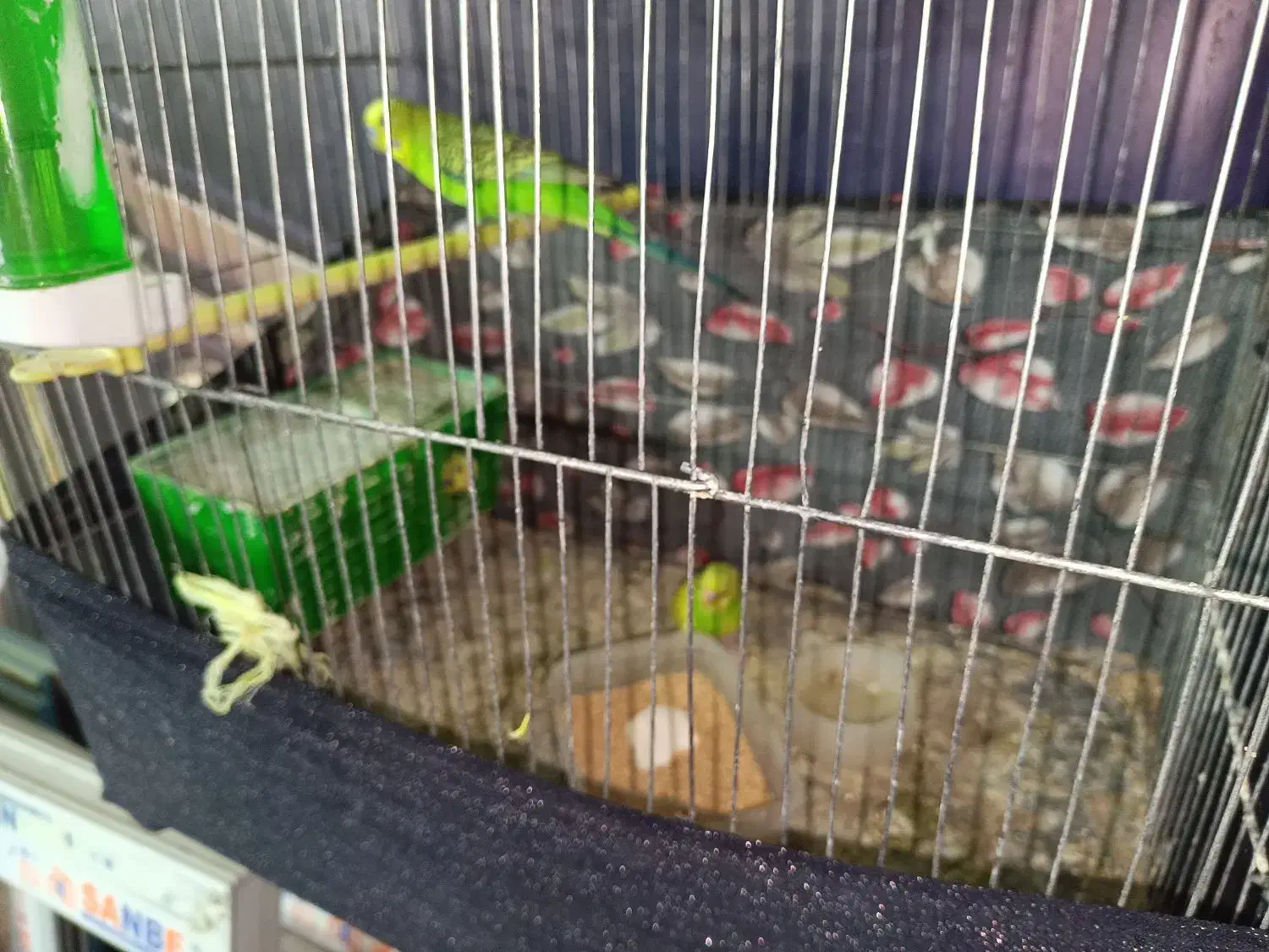 مرغ عشق با یه جوجه و چهارتا تخم|پرنده|اردبیل, |دیوار