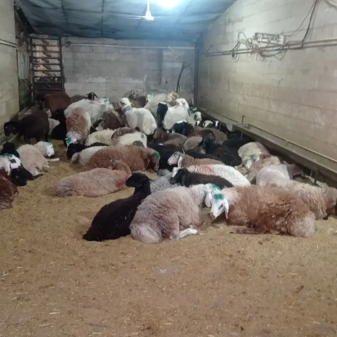 گوسفند // فروشی برادان صفری|حیوانات مزرعه|نسیمشهر, |دیوار