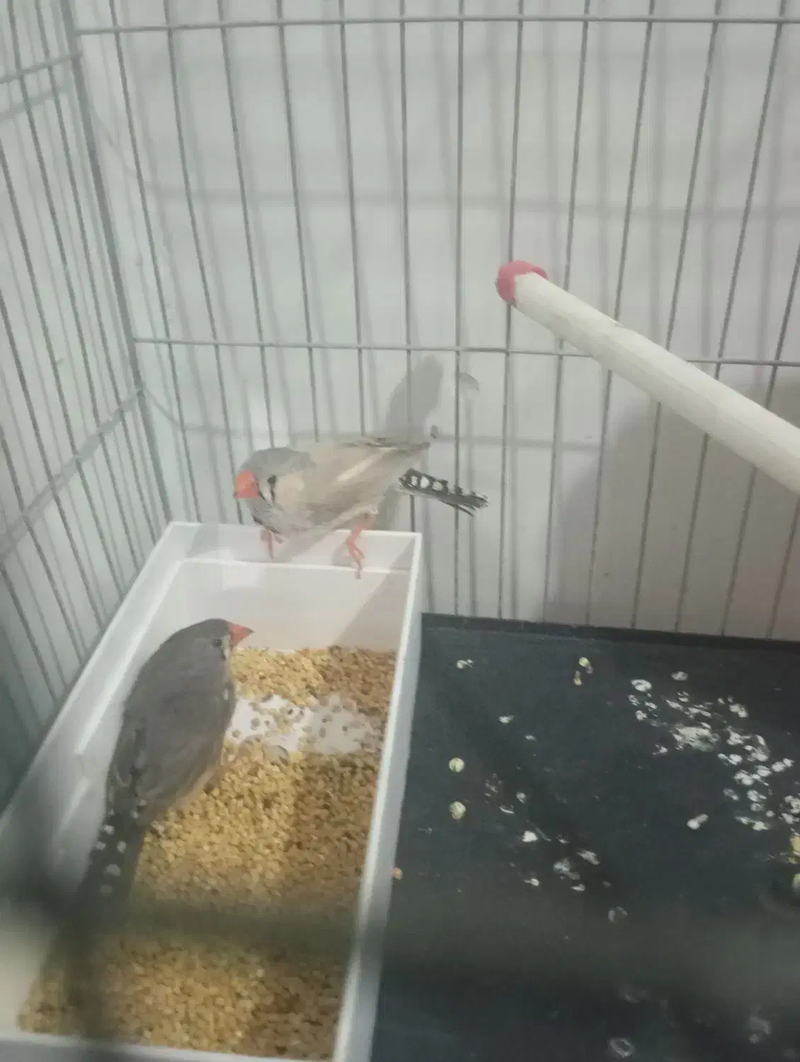 فنچ|پرنده|ایذه, |دیوار