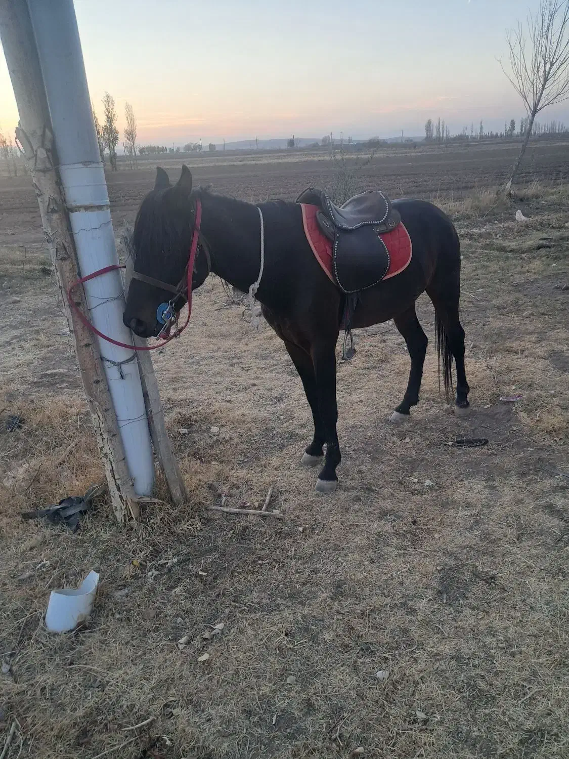 اسب ۳ساله|اسب و تجهیزات اسب‌سواری|مهربان, |دیوار