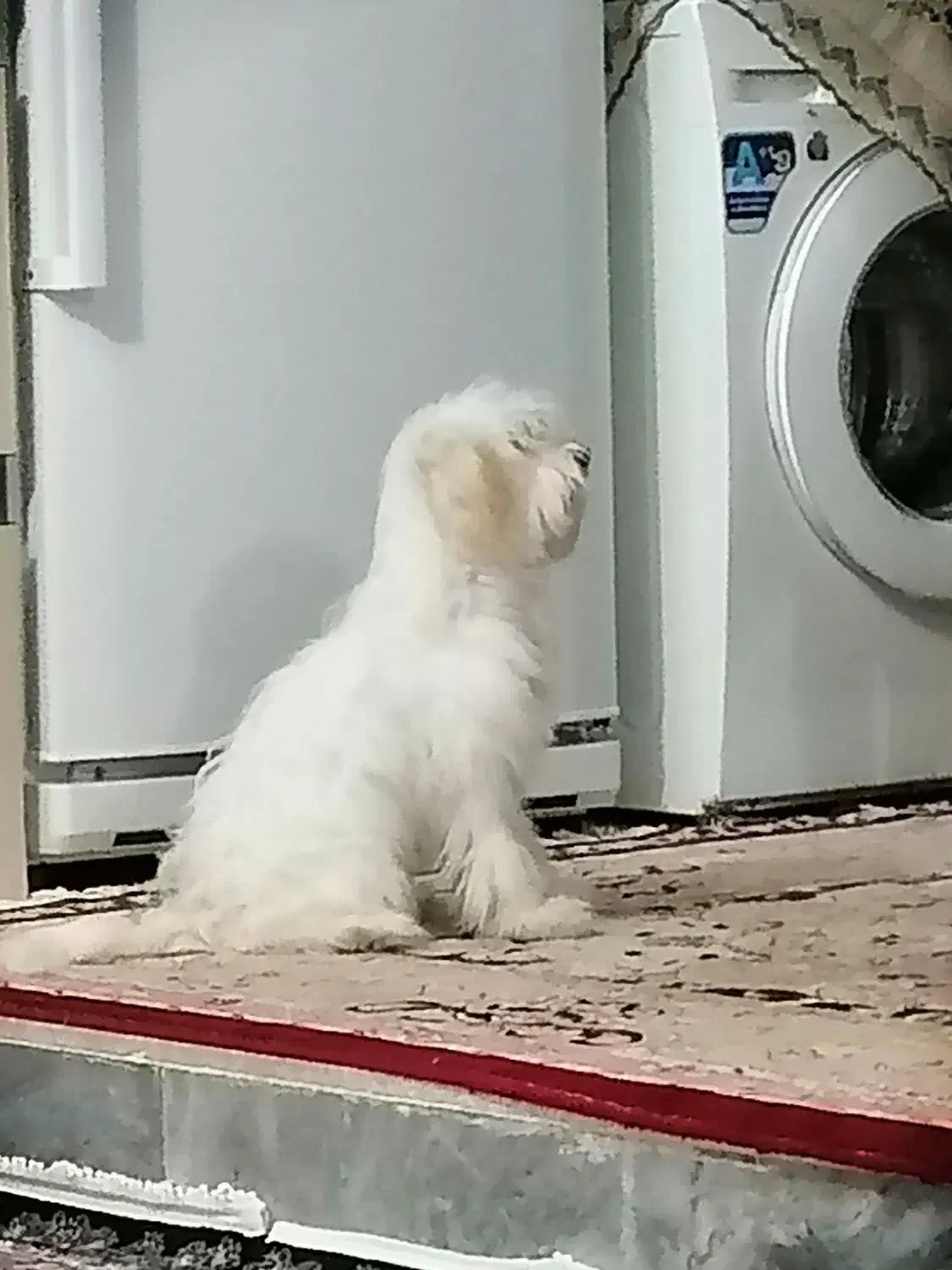 سگ.|سگ|مرودشت, سهل‌آباد|دیوار