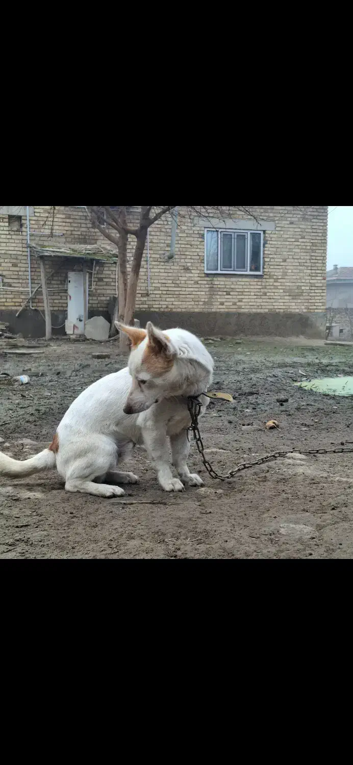 سگ پا کوتاه|سگ|گنبد کاووس, |دیوار