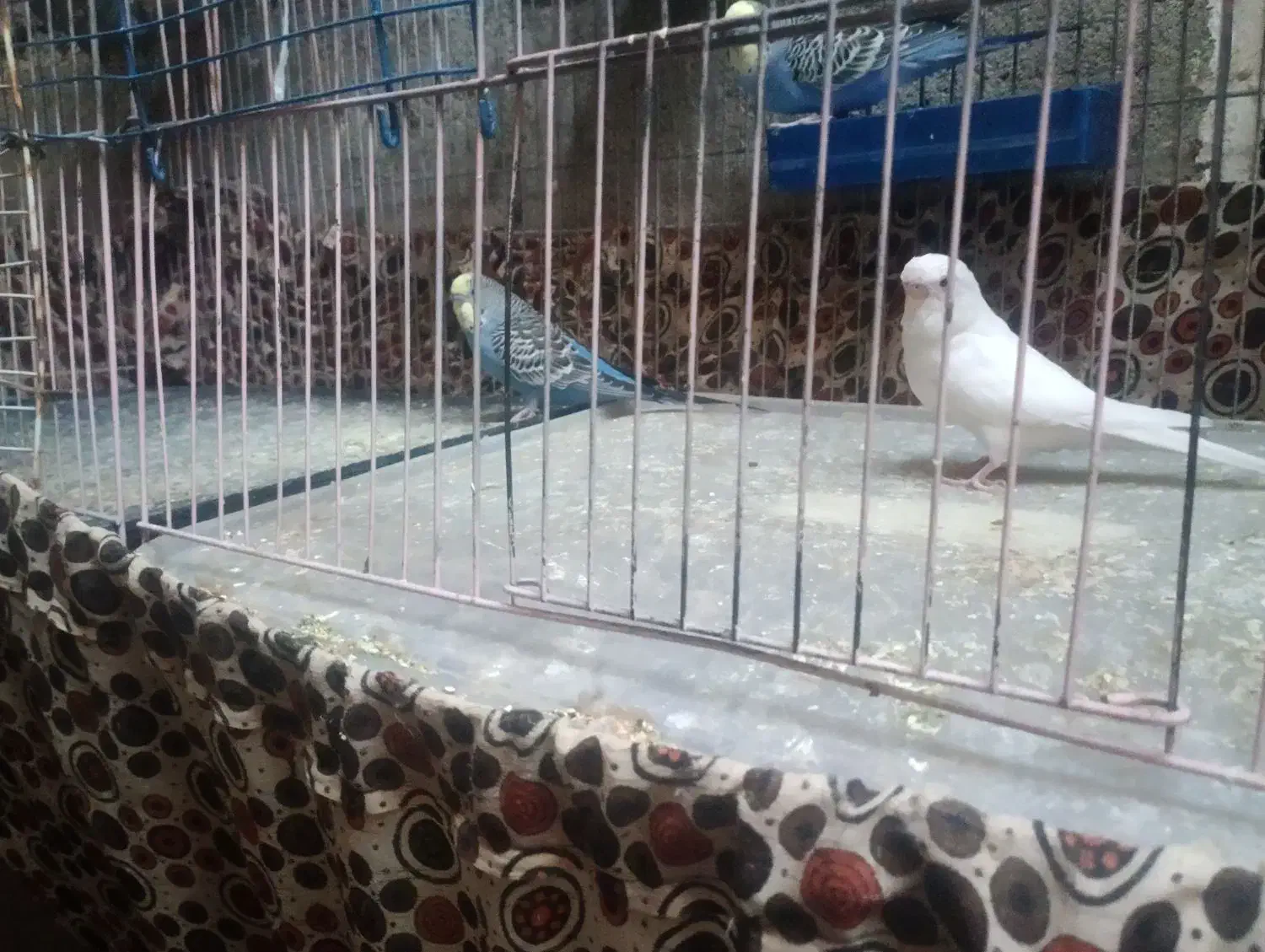 مرغ عشق|پرنده|سراوان, |دیوار