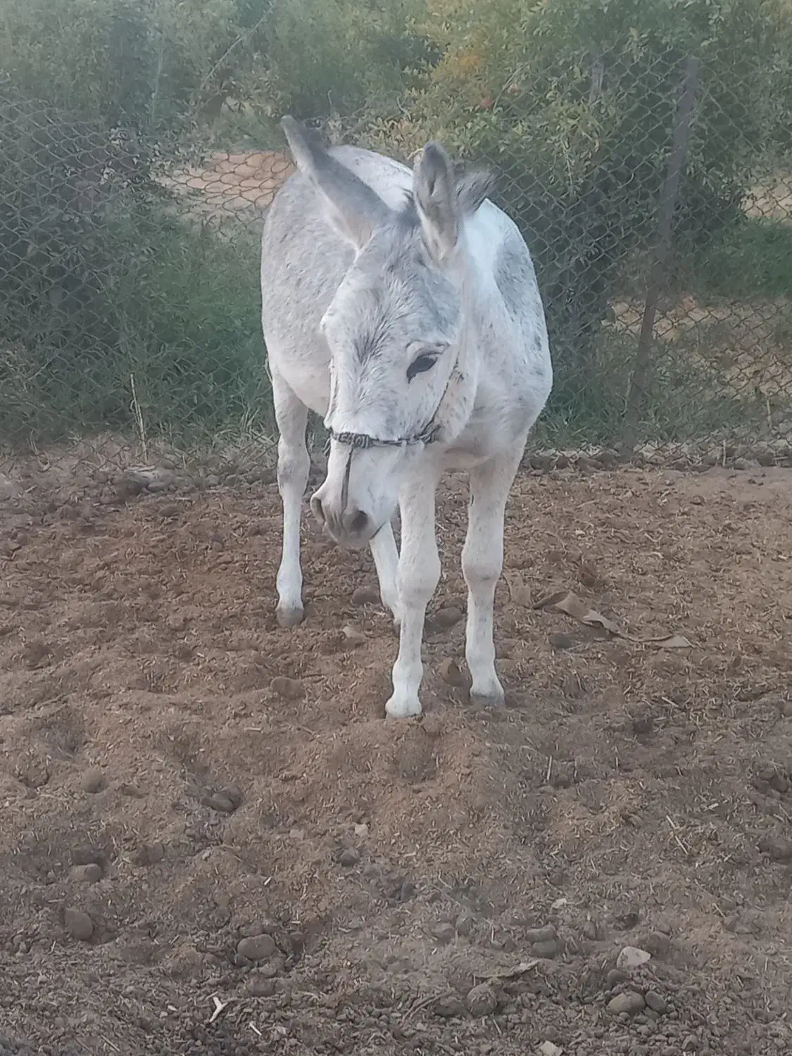 یه الاغ جوان|حیوانات مزرعه|کوهدشت, |دیوار
