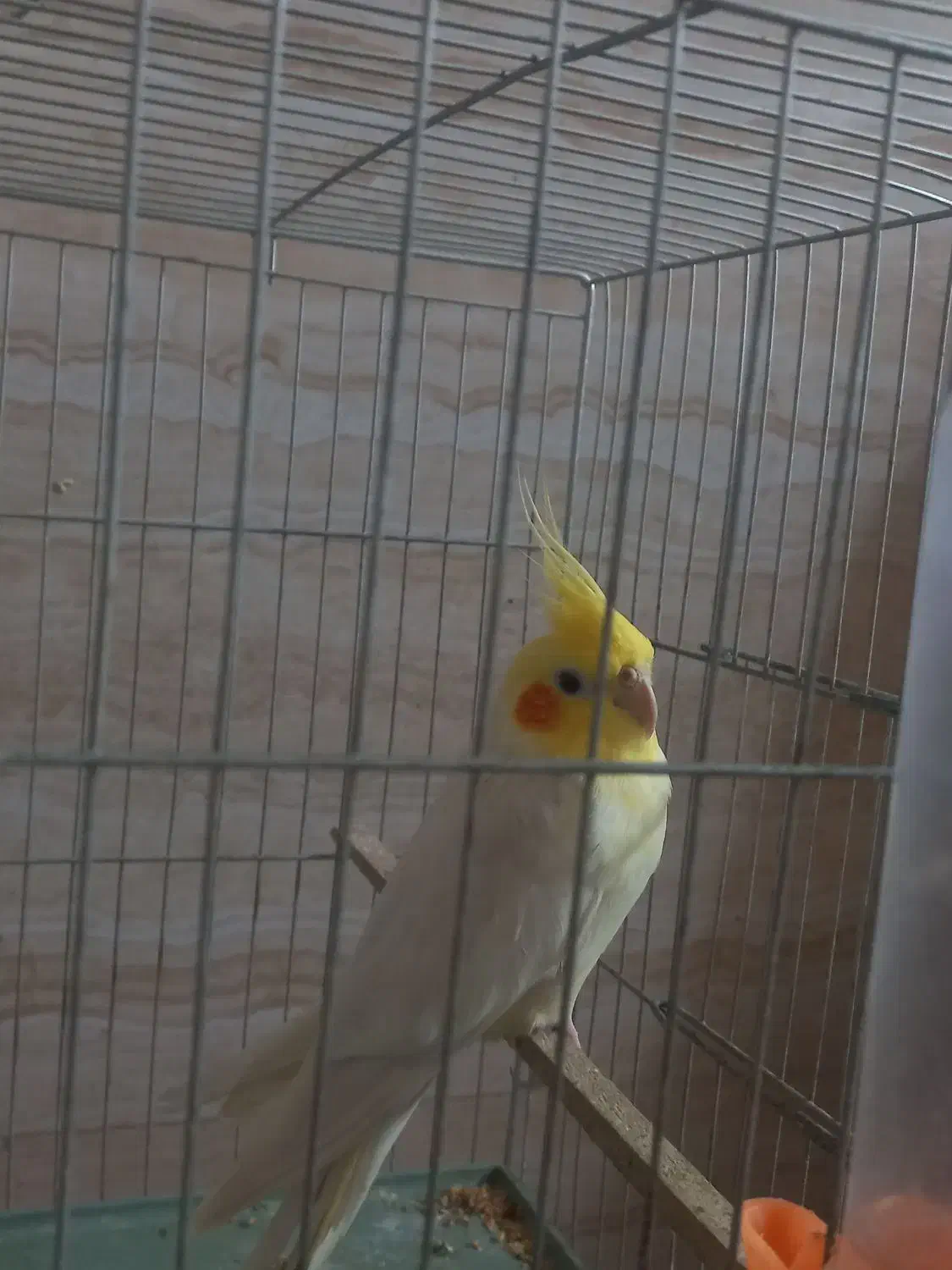 عروس هلندی|پرنده|رشت, پیرکلاچای|دیوار