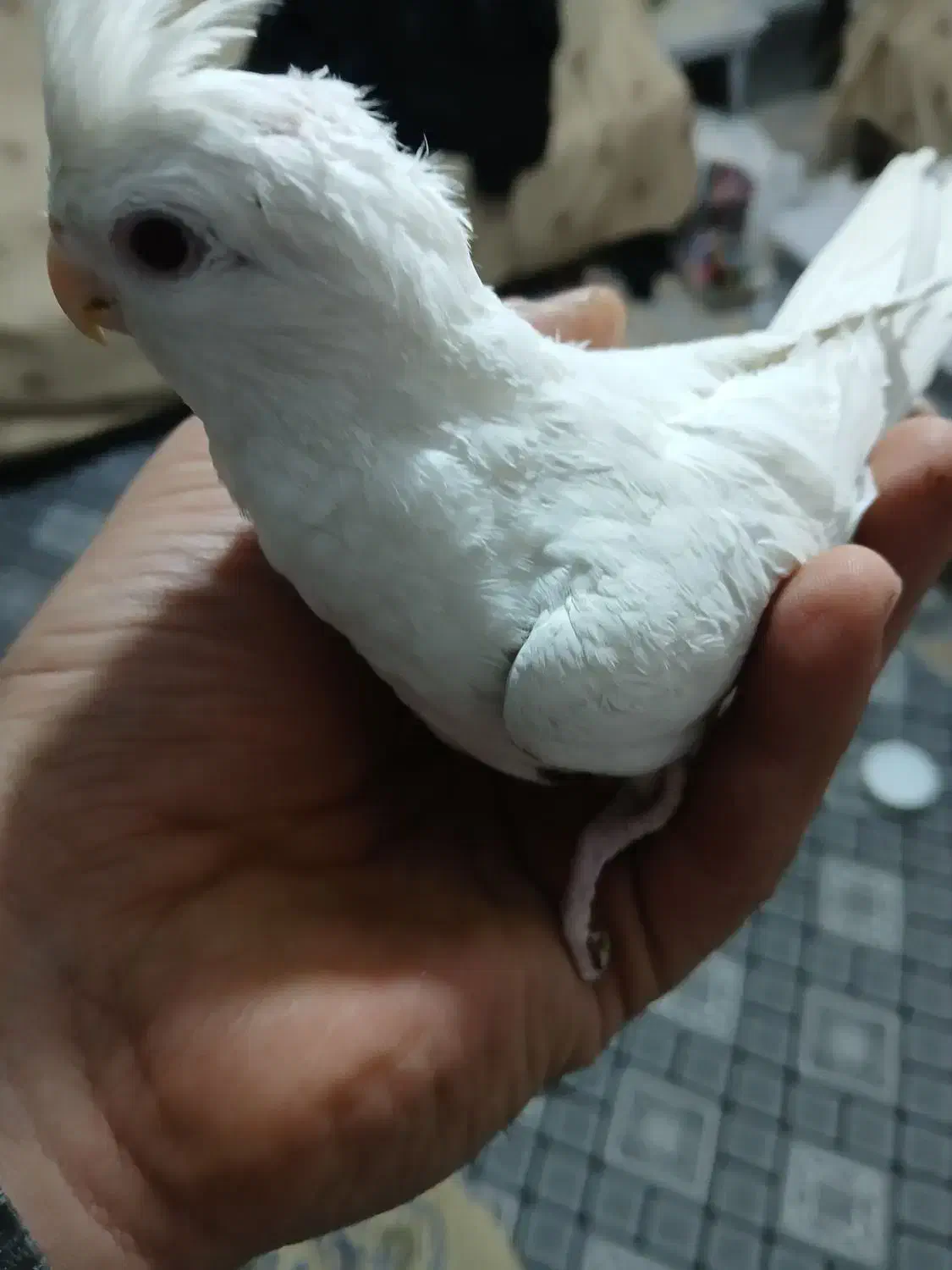 عروس هلندی نر و ماده البینو زیر قیمت|پرنده|تهران, منیریه|دیوار