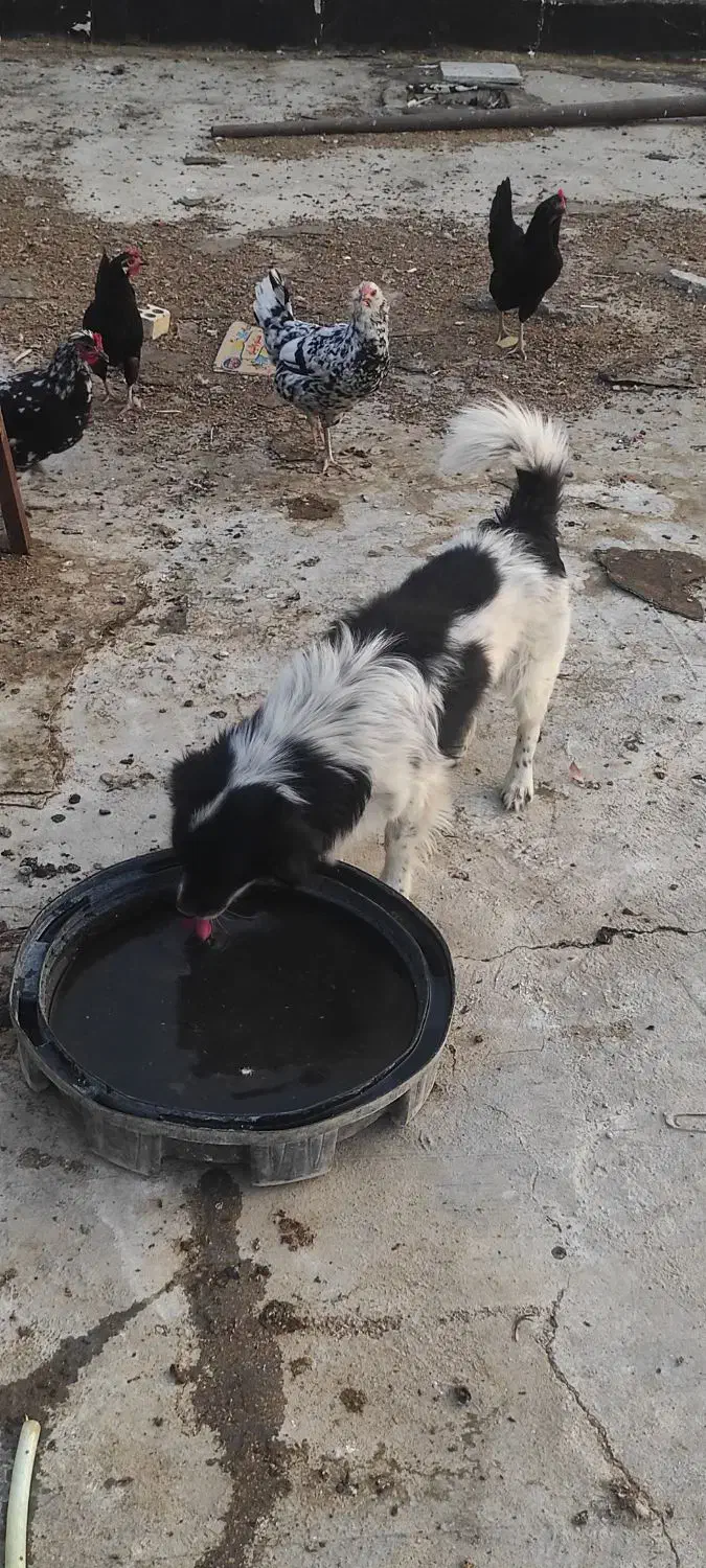 سگ خانگی|سگ|اهرم, |دیوار