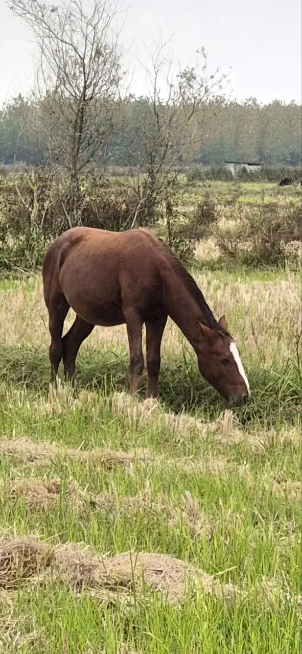 فروش نریان پرخون و درشت۱۶ماهه|اسب و تجهیزات اسبسواری|پرهسر, |دیوار