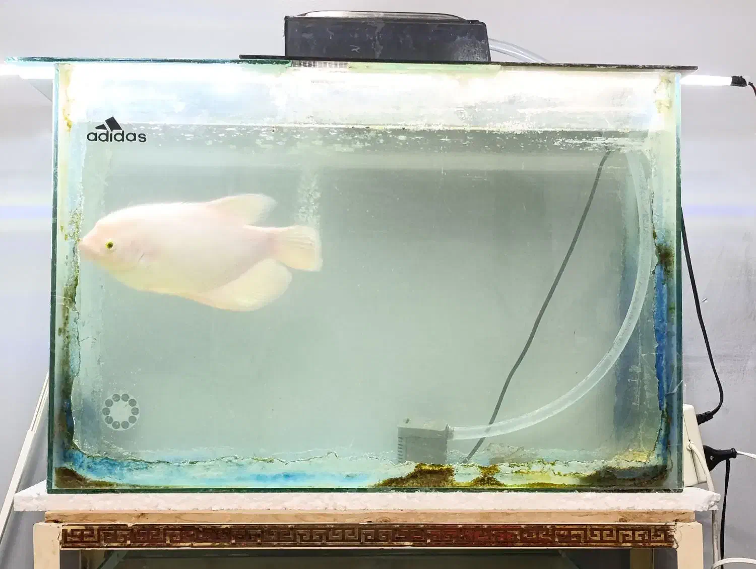 اسفرانوس کامل دستی معاوضه با پرنده|ماهی|گرمسار, |دیوار