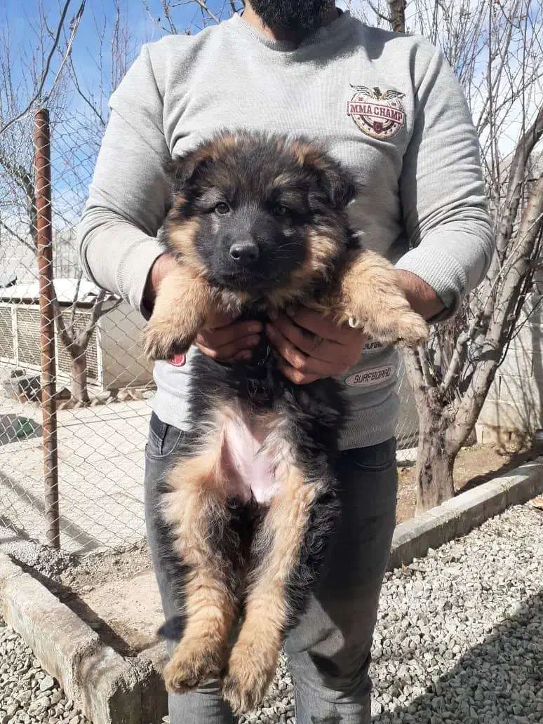 سگ ژرمن صورت مشکی و صورت روشن|سگ|کرج, چمن|دیوار