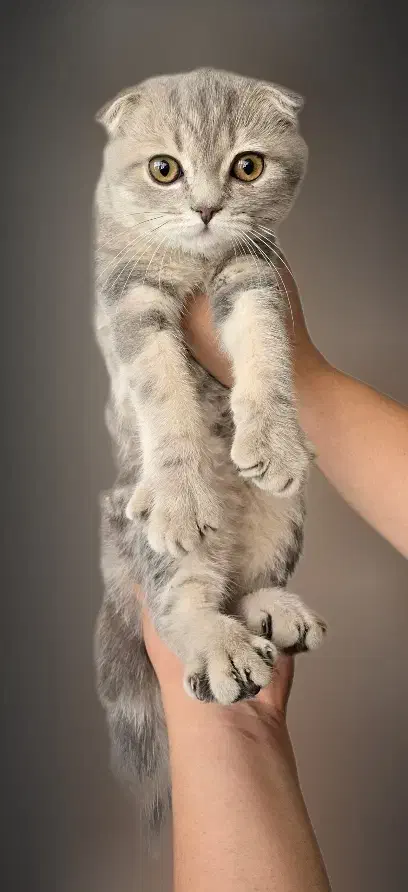 گربه اسکاتیش فولد|گربه|تهران, مشیریه|دیوار