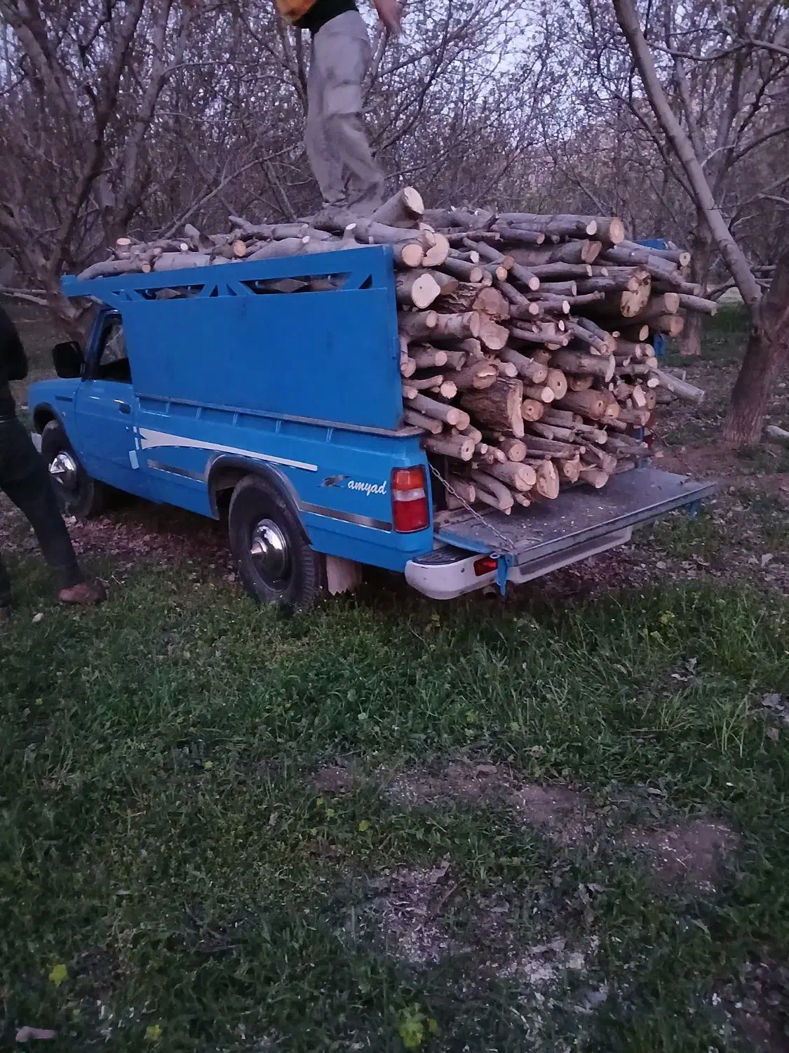 خریدار چوب هستم|خدمات باغبانی و درختکاری|نورآباد, |دیوار