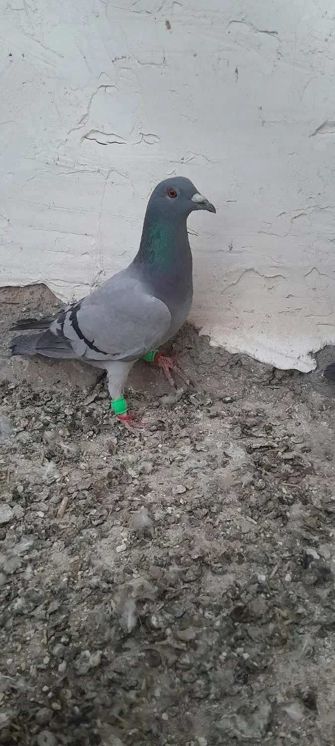 سبز آلمان|پرنده|خواف, |دیوار