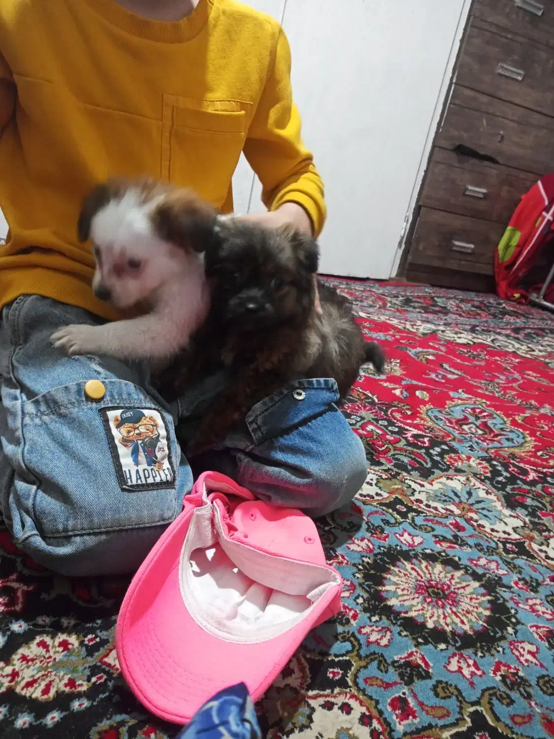 سگ ک|سگ|چهارباغ, |دیوار