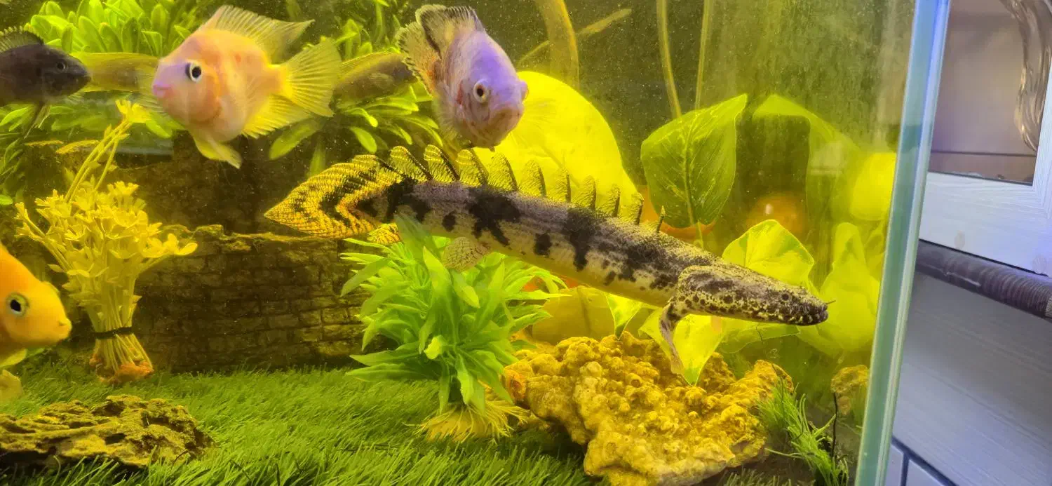 ماهی پولی 40 سانت|ماهی|تهران, مسعودیه|دیوار