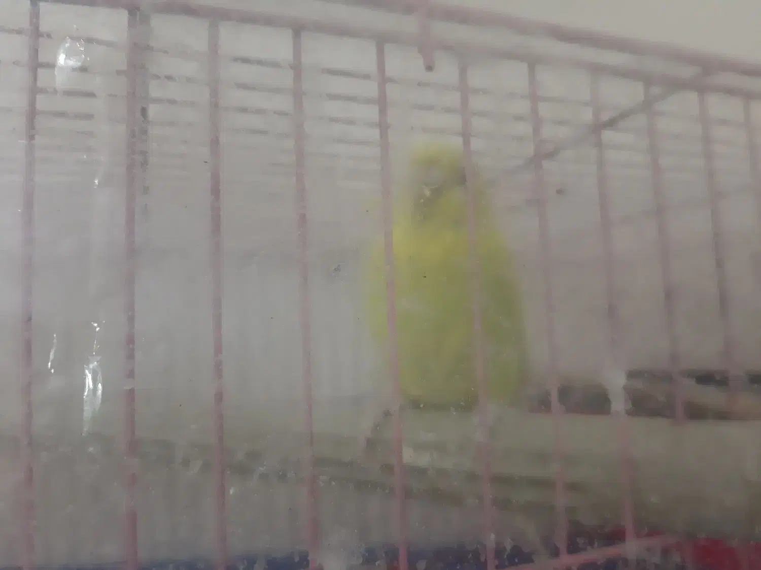 مرغ عشق جوان ماده ۱۵۰|پرنده|رشت, نیکمرام|دیوار