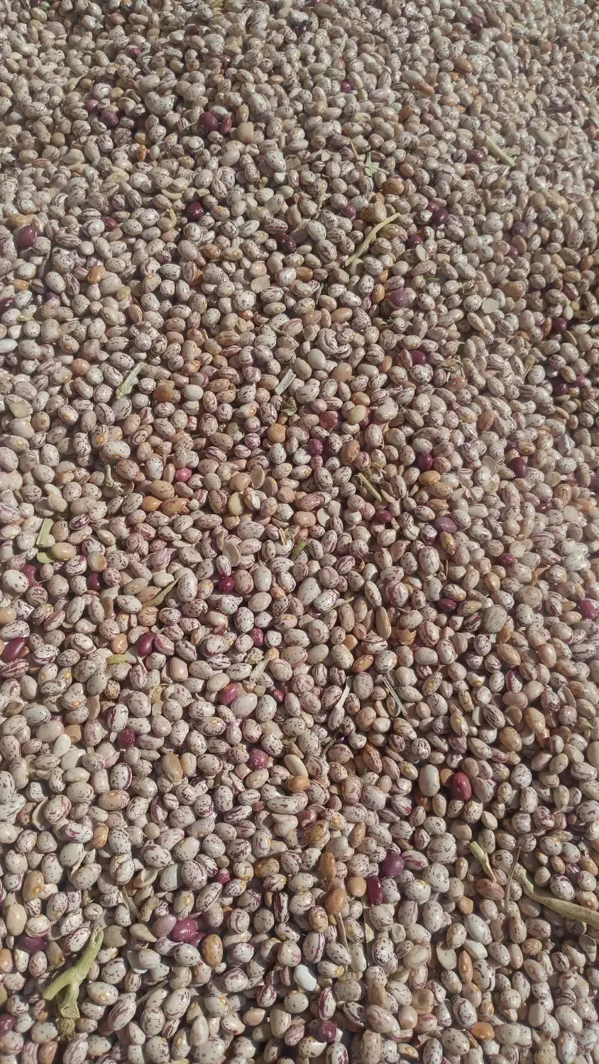 فروش حدود۱تن لوبیاچیتی تولیدامسال|عمده‌فروشی|لاران, |دیوار