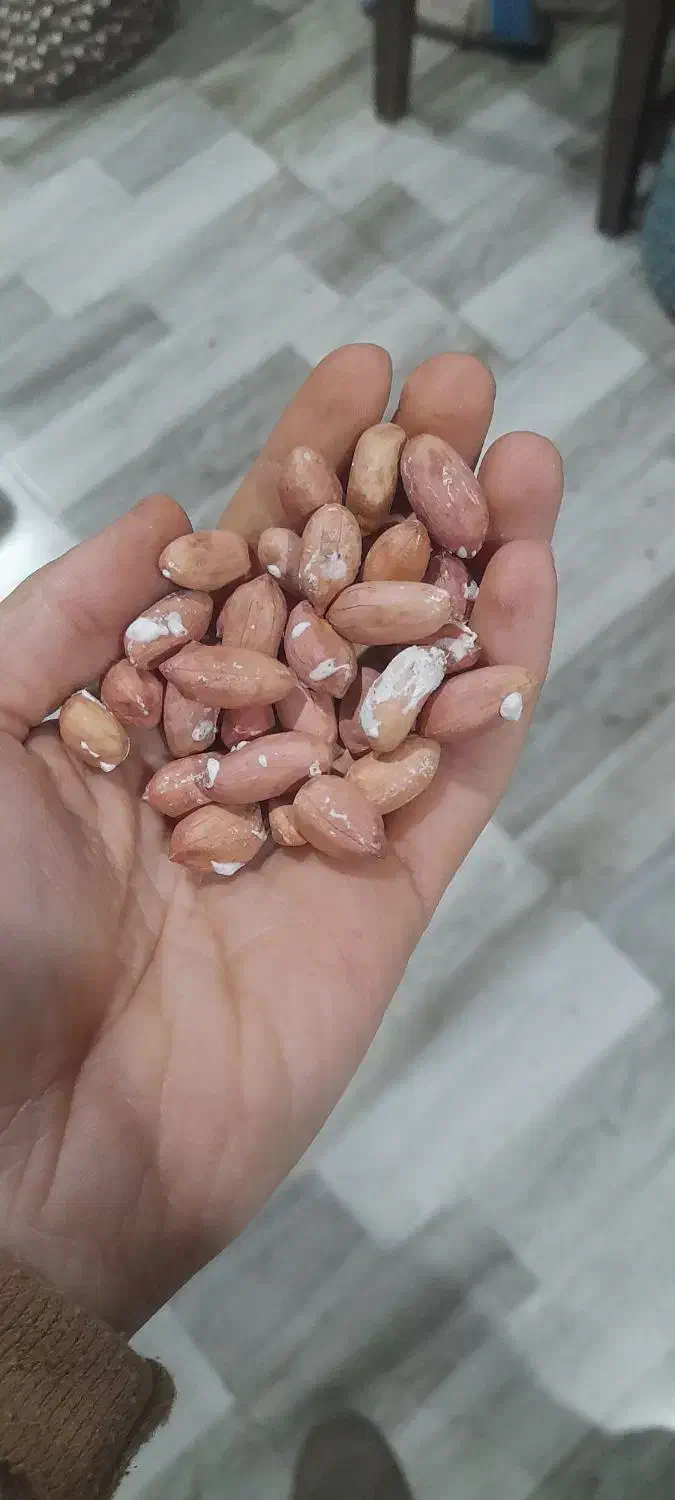 خلال بادام و بادام آجیلی|خوردنی و آشامیدنی|آستانه اشرفیه, |دیوار