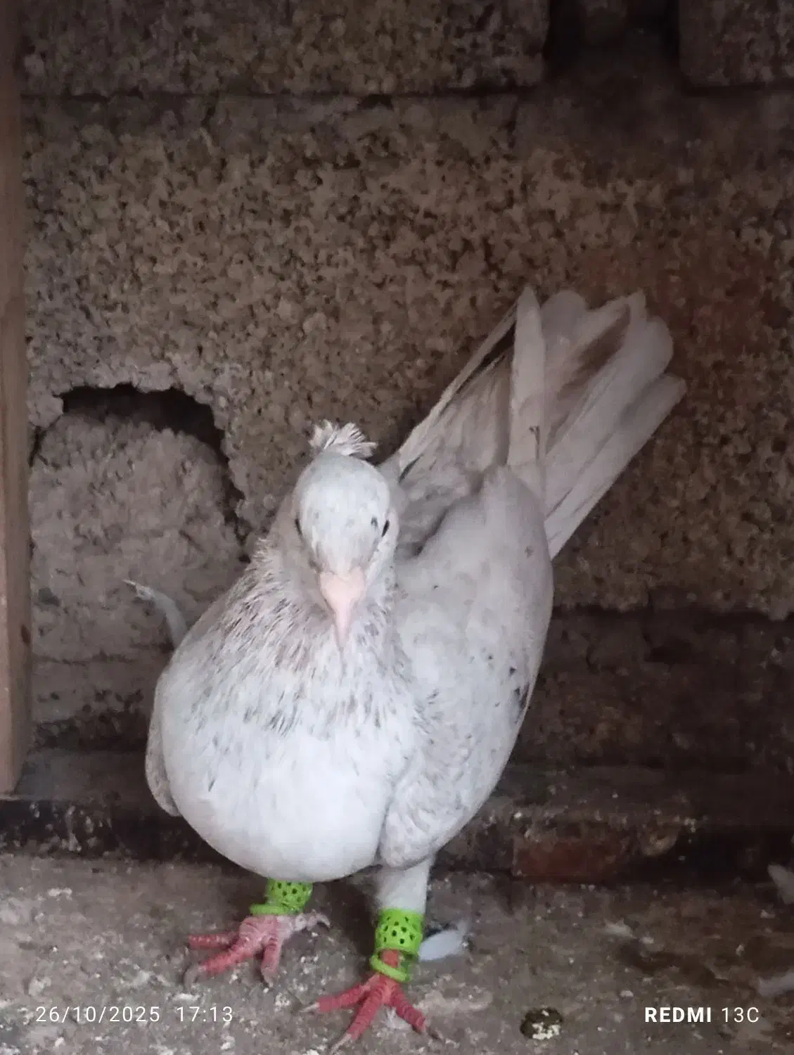 کبوتر سرور|پرنده|آستانه اشرفیه, |دیوار