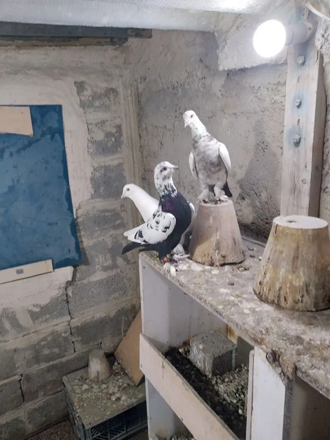 کبوتررنگی|پرنده|صوفیان, |دیوار