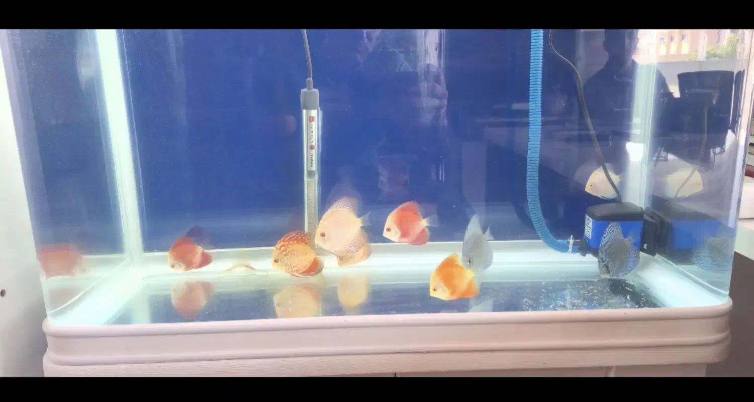 ماهی دیسک|ماهی|امیدیه, |دیوار